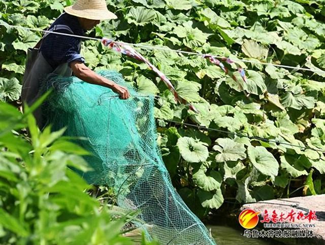 一池活水虾儿肥 乌鲁木齐地产南美白对虾抢“鲜”上市