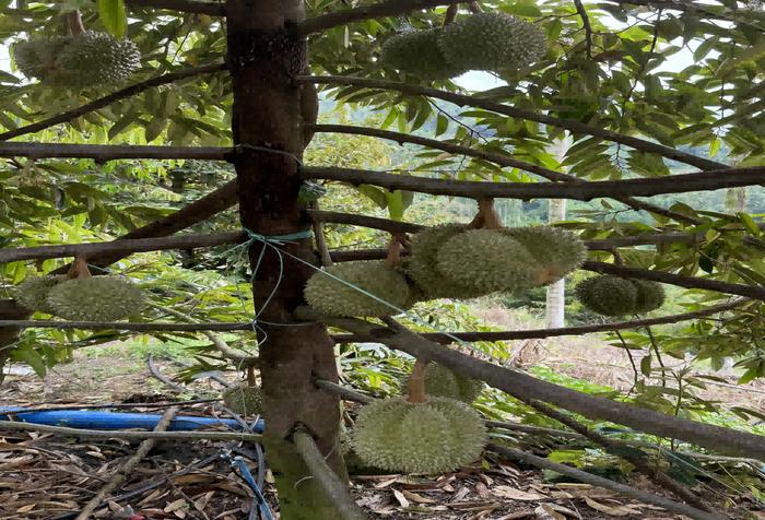 优质榴莲种植基地落户云南耿马