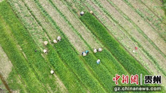 锦屏县敦寨镇：三夏时节板蓝根管护忙