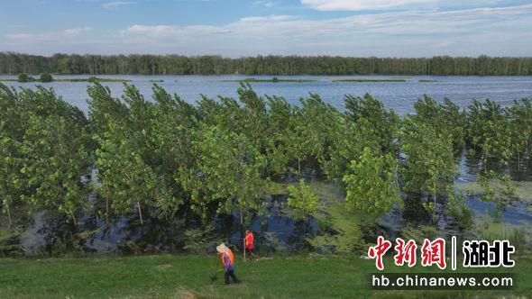 枝江：沮漳河水位超设防 300干群接力守堤