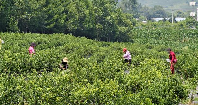 荒山种蓝莓 结出“致富果”