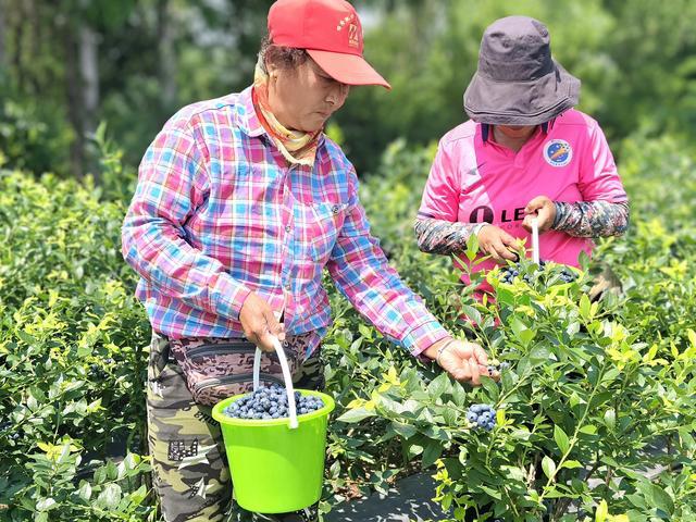 荒山种蓝莓 结出“致富果”