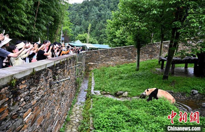 福宝回国庆生：萌力满满，熊猫宝贝的首度生日庆典