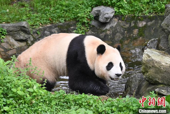 福宝回国庆生：萌力满满，熊猫宝贝的首度生日庆典