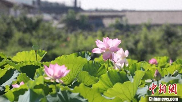 广西“荷城”夏日荷花别样美