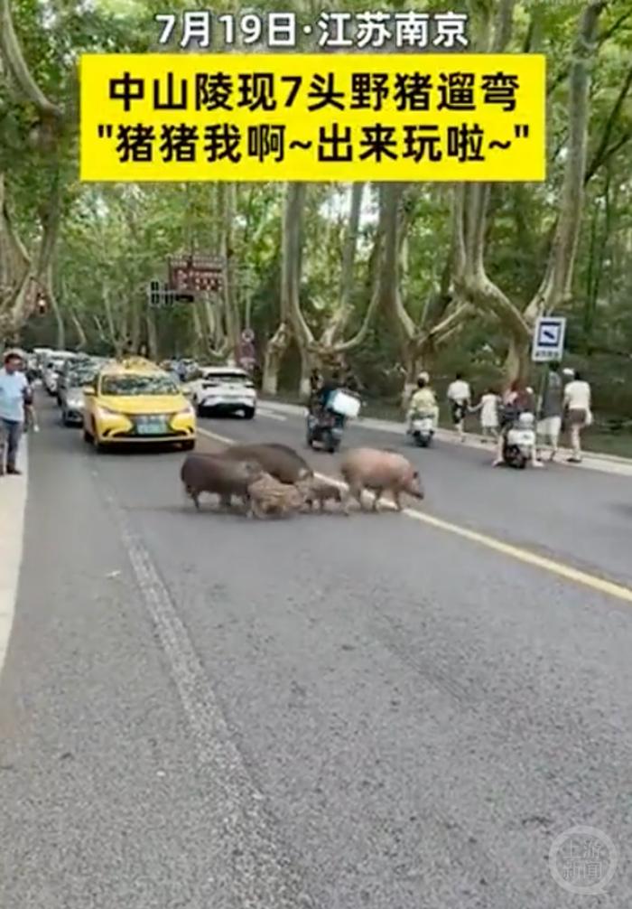 一地惊现7头野猪，官方回应！