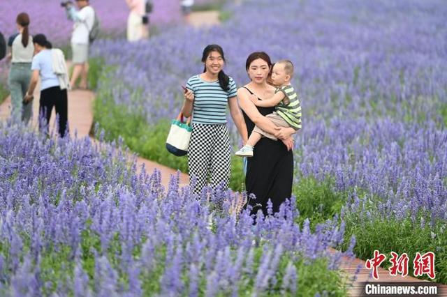 内蒙古通辽：百余亩花田引游人