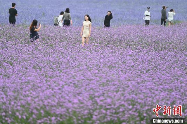 内蒙古通辽：百余亩花田引游人