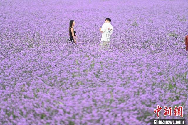 内蒙古通辽：百余亩花田引游人