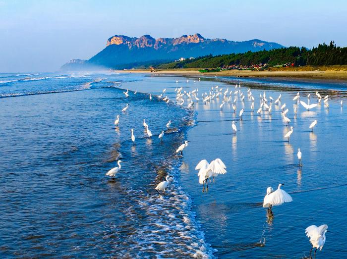 加快美丽海湾建设，茂名全力打造南海生态文明建设新名片！