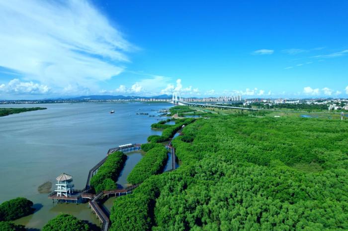 加快美丽海湾建设，茂名全力打造南海生态文明建设新名片！