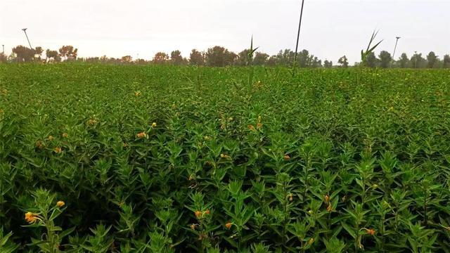 奈曼旗：中草药种植助力乡村振兴