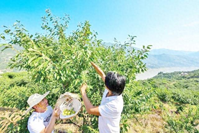 “巫山脆李产业大脑”上线