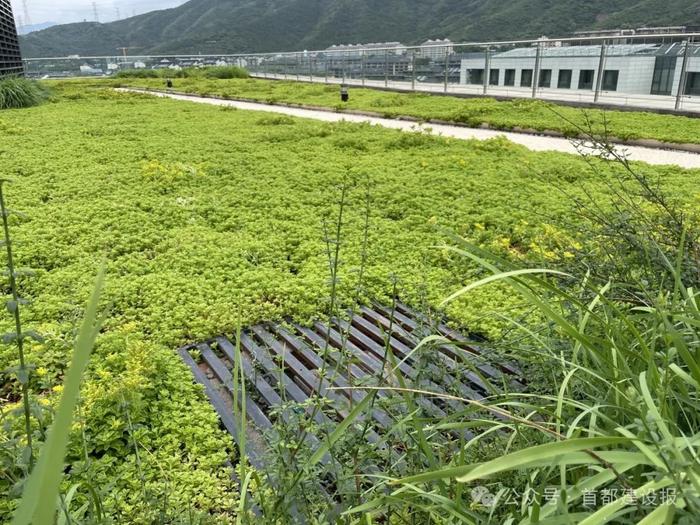 这座“花园”藏着海绵城市的巧思