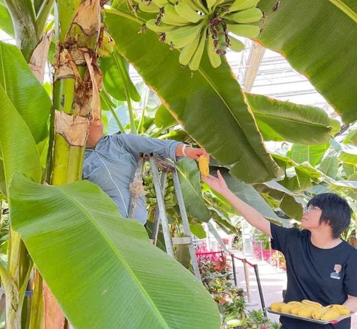 【魅力香城】双河市生态热带植物园花香果丰