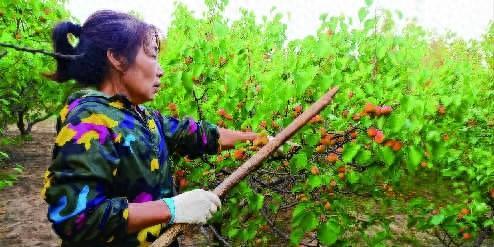 黑山寺乡：又见杏扁丰收时