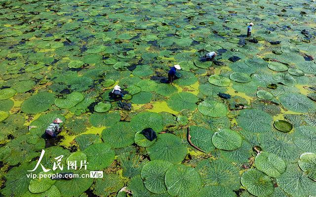 安徽庐江：芡实种植富水乡