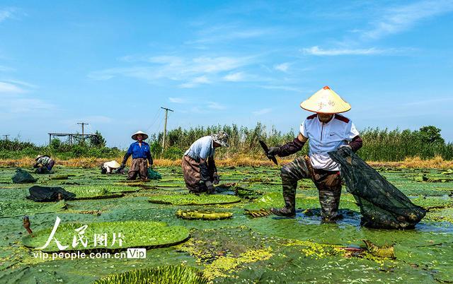 安徽庐江：芡实种植富水乡