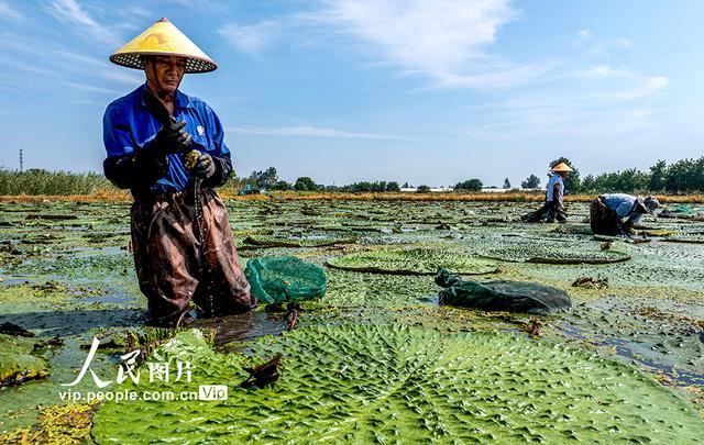 安徽庐江：芡实种植富水乡