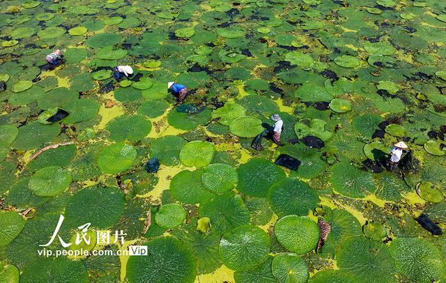 安徽庐江：芡实种植富水乡