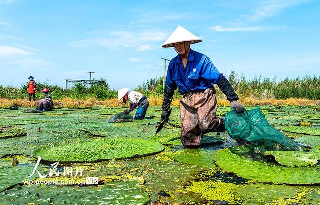 安徽庐江：芡实种植富水乡