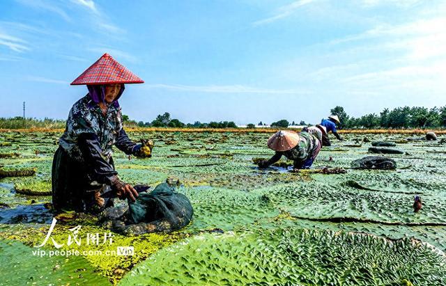 安徽庐江：芡实种植富水乡