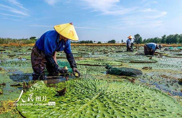 安徽庐江：芡实种植富水乡