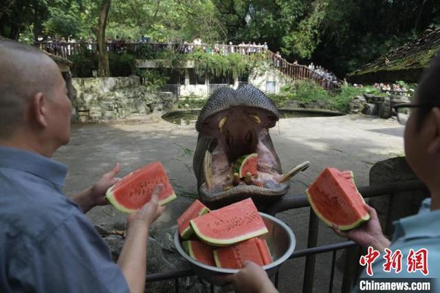 重庆高温天气持续 动物吃冰镇水果防暑降温