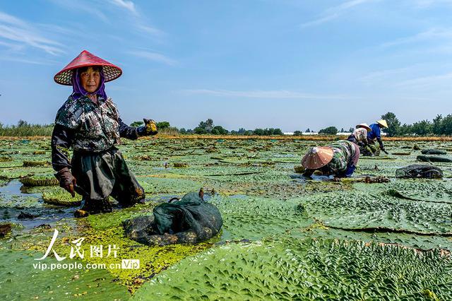 安徽庐江：芡实种植富水乡