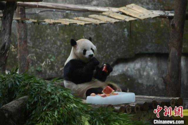 重庆高温天气持续 动物吃冰镇水果防暑降温