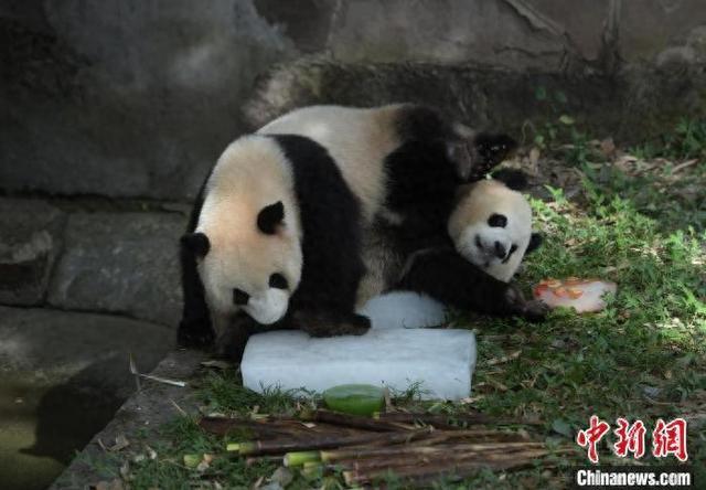 重庆高温天气持续 动物吃冰镇水果防暑降温