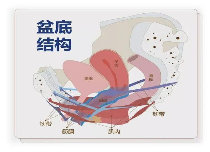 【科普】盆底康复“黑科技”