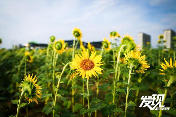 发现丨葵花灿灿 向阳而生