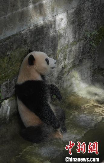 重庆高温天气持续 动物吃冰镇水果防暑降温