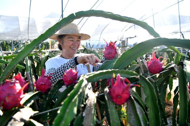 湖北通城：强化联农带农机制 为返乡创业搭建平台