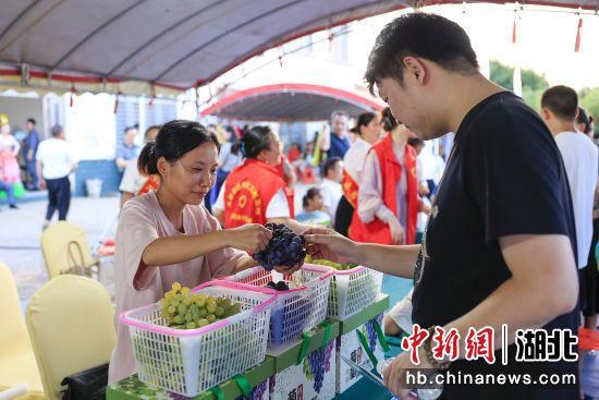 村晚庆丰收 湖北南漳迎来葡萄成熟季