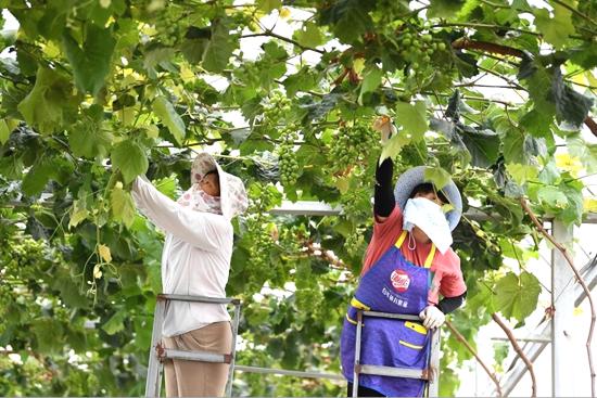 夏日果韵飘香季 肥西严店欢乐采摘游