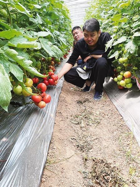 从一粒“良种”到一桌“好菜”