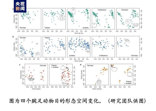 这种动物曾“统治”海洋 为何如今很难见到？