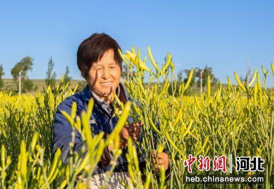 张家口阳原县：致富“黄花”分外香