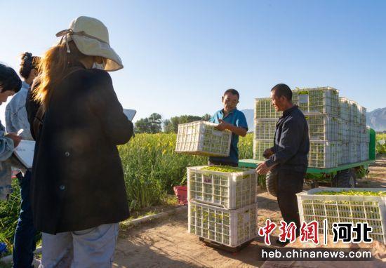 张家口阳原县：致富“黄花”分外香