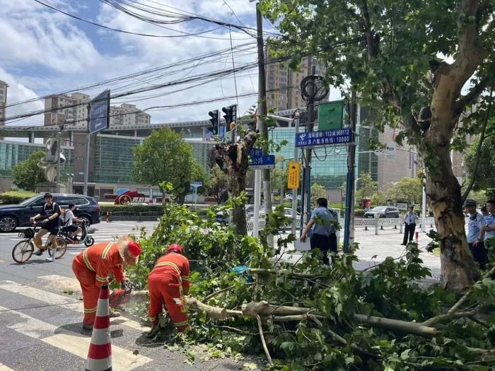 上海昨日大风一棵行道树突然折断，一名“闪送”小哥被砸身亡