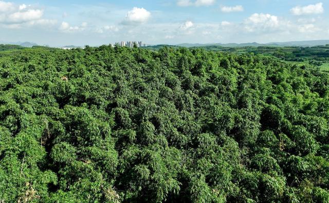 柳州麻竹笋盛夏大量上市，为螺蛳粉产业“增酸”