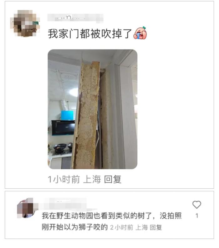 上海昨日大风一棵行道树突然折断，一名“闪送”小哥被砸身亡