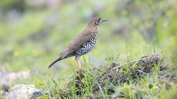 新增104种野生鸟类 成都“鹏友”圈再扩大