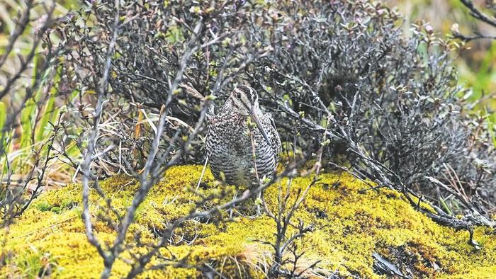 新增104种野生鸟类 成都“鹏友”圈再扩大