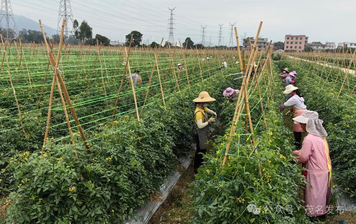 百千万工程｜电白：“小田”变“大田”，荒地变成“致富田”