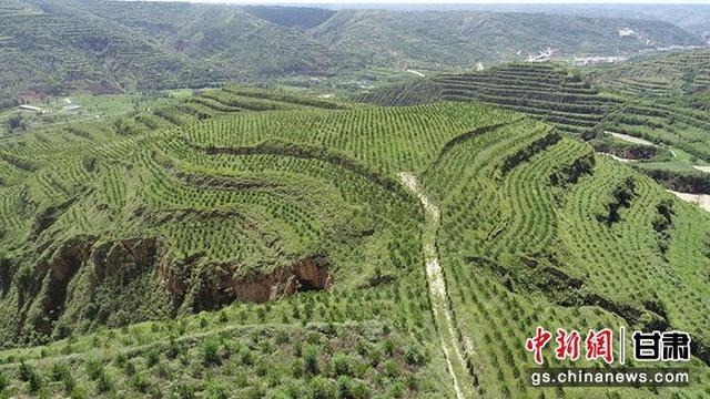 甘肃首个林业碳汇项目在全国自愿减排交易系统开户成功