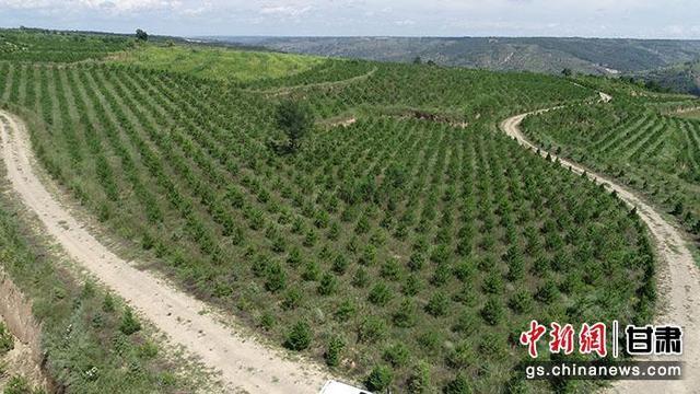 甘肃首个林业碳汇项目在全国自愿减排交易系统开户成功