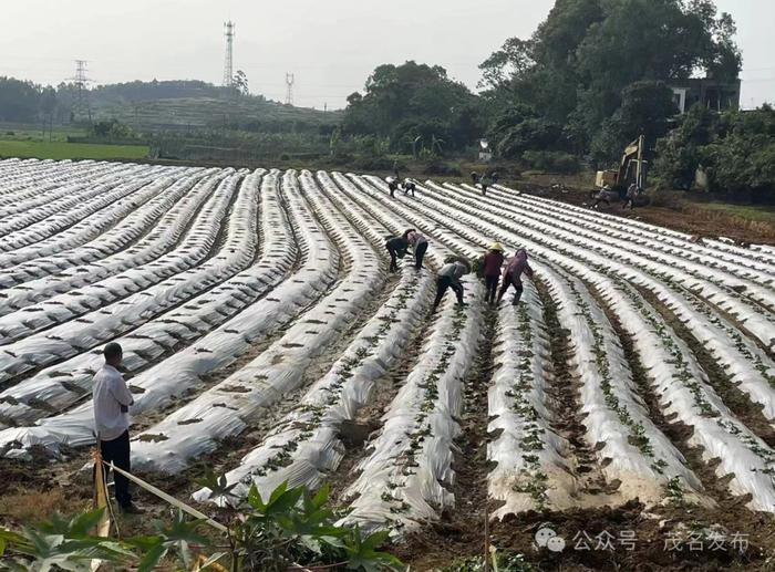 百千万工程｜电白：“小田”变“大田”，荒地变成“致富田”